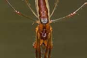 Long-jawed Spider (zb) (Tetragnatha sp)
